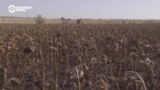 Как украинские аграрии убирают урожай рядом с линией фронта 